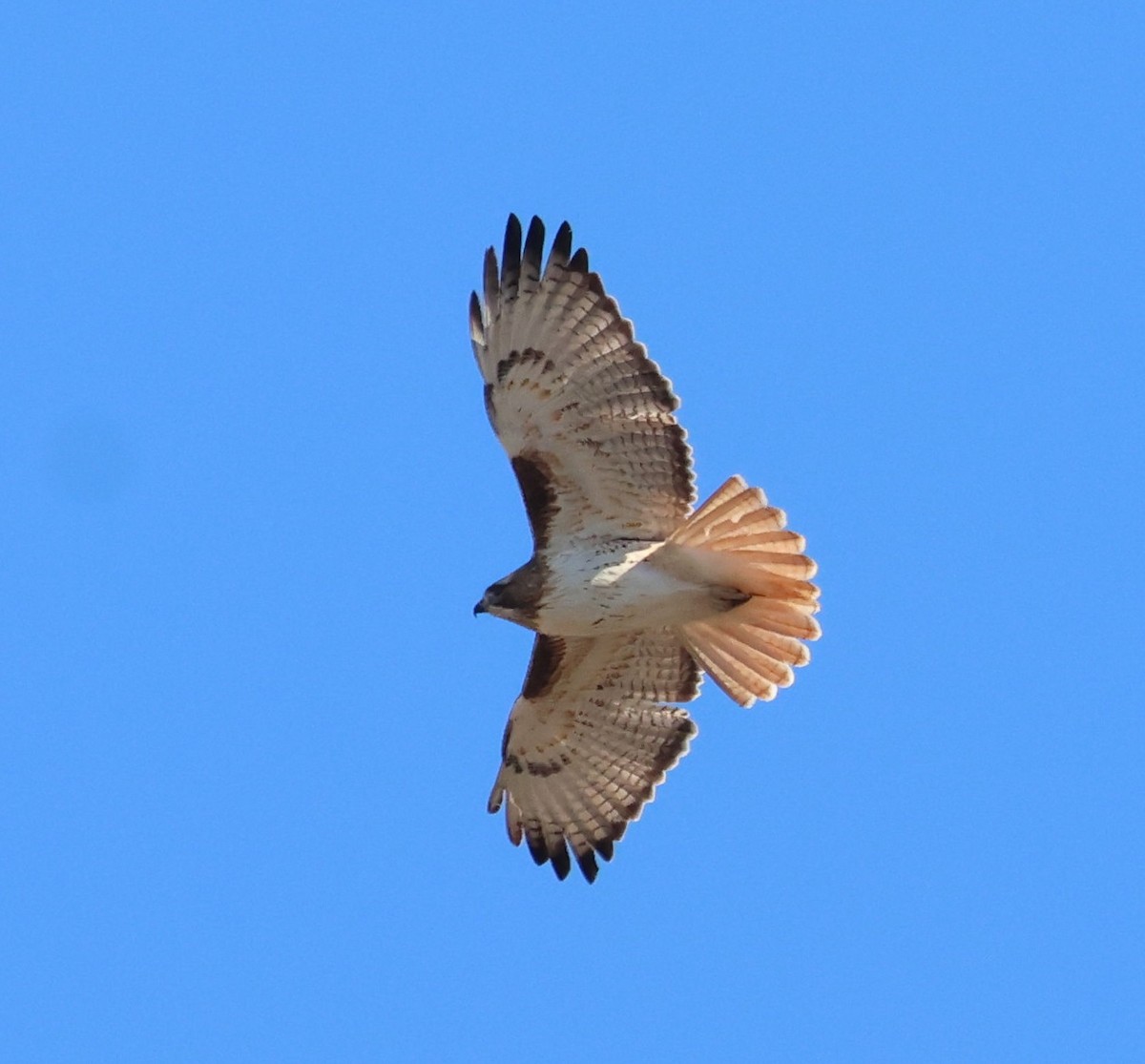 Red-tailed Hawk - ML613177367