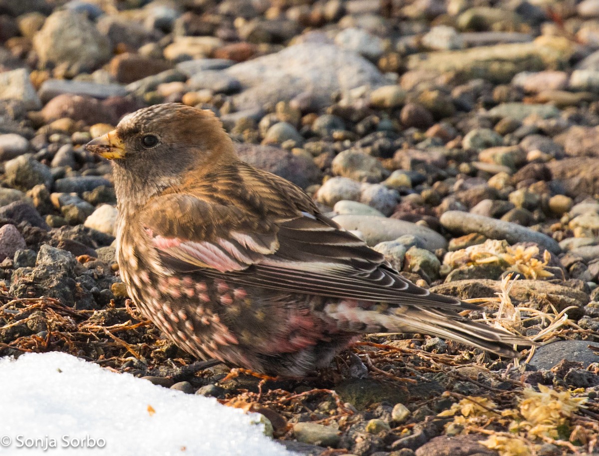 Asian Rosy-Finch - Sonja Sorbo