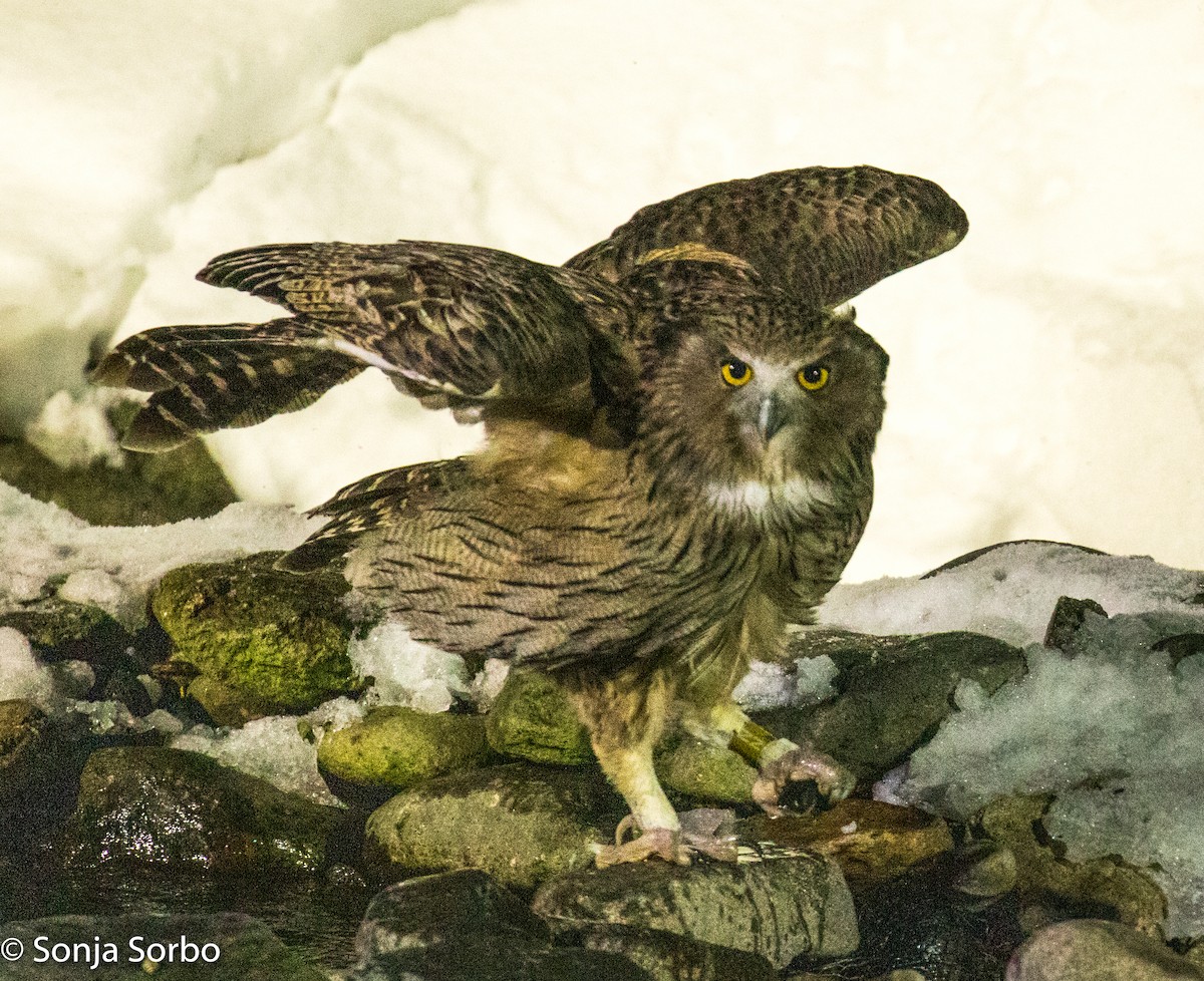 Blakiston's Fish-Owl - ML613177410