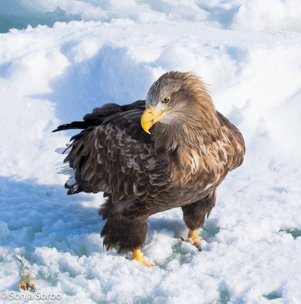 White-tailed Eagle - Sonja Sorbo