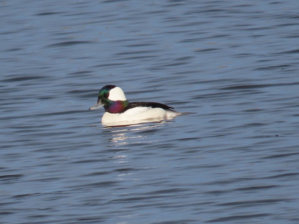 Bufflehead - ML613177450