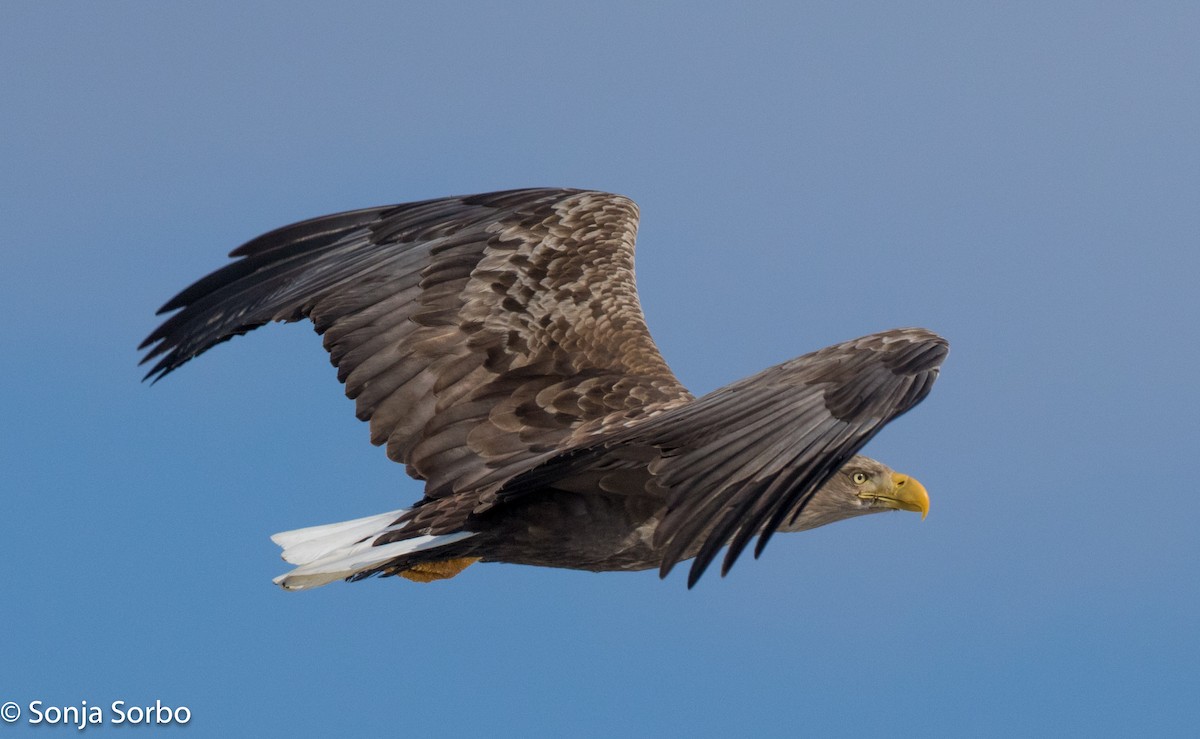 White-tailed Eagle - Sonja Sorbo