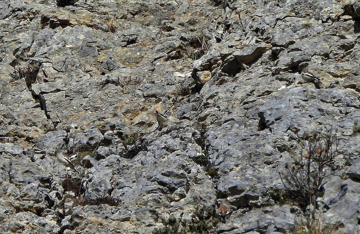 White-winged Snowfinch - ML613177469