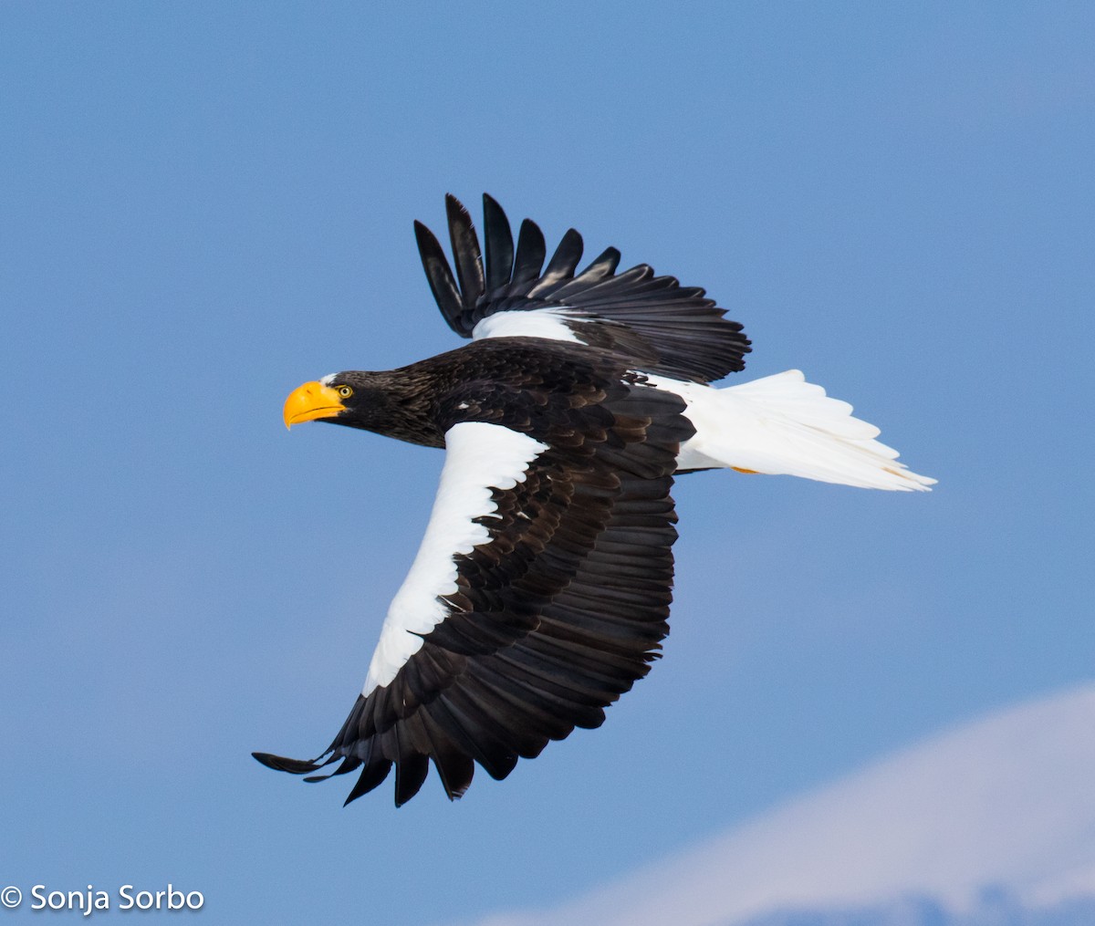 Steller's Sea-Eagle - ML613177498