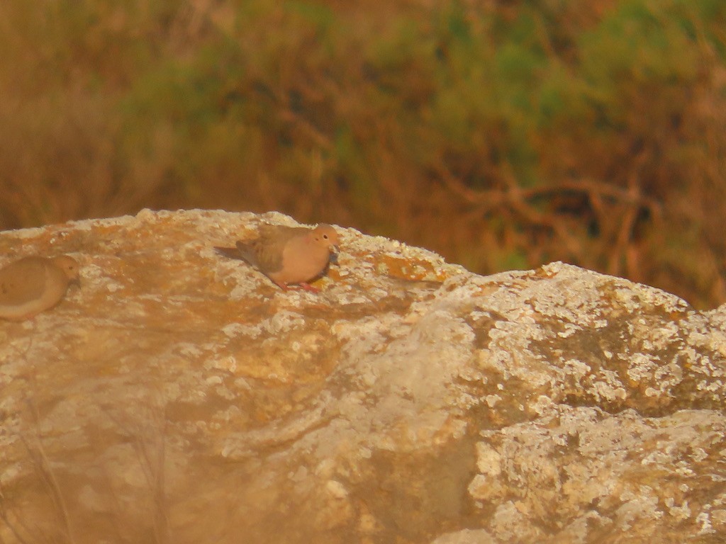 Mourning Dove - ML613177527