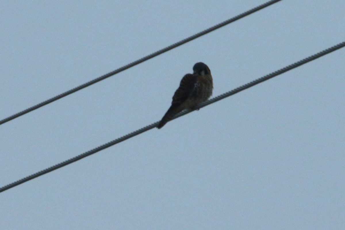 American Kestrel - ML613177633