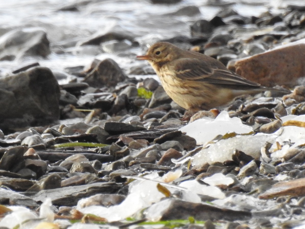 American Pipit - Fred MacKenzie