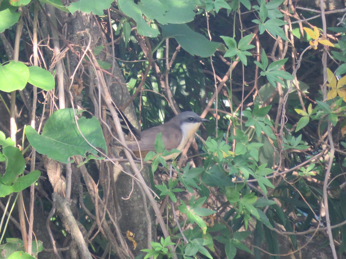 Dark-billed Cuckoo - ML613177643