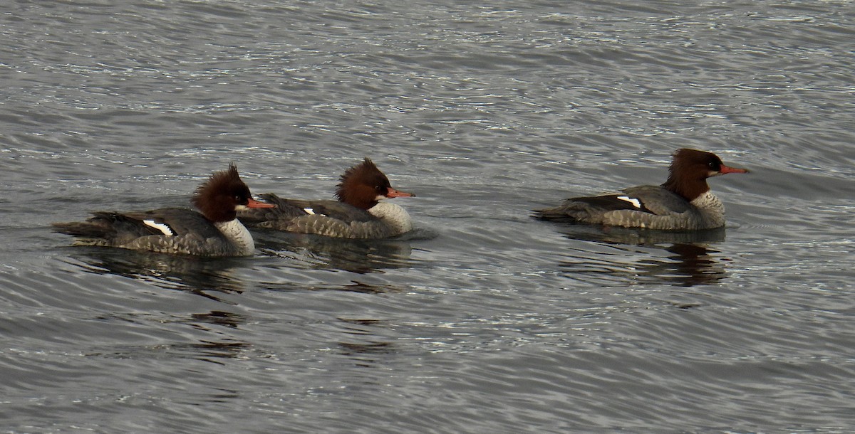 Red-breasted Merganser - Eli Rodich