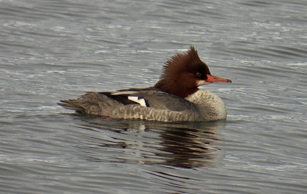 Red-breasted Merganser - ML613177682