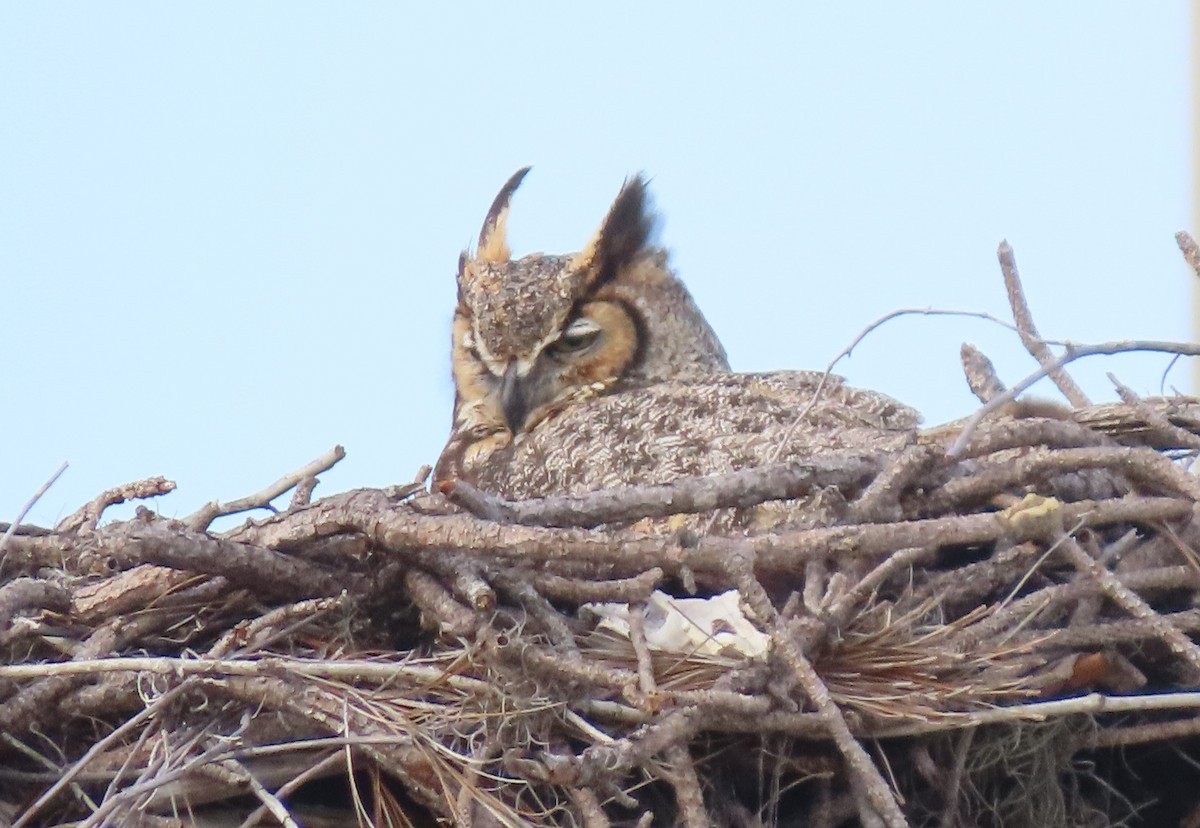 Great Horned Owl - Susan Daughtrey