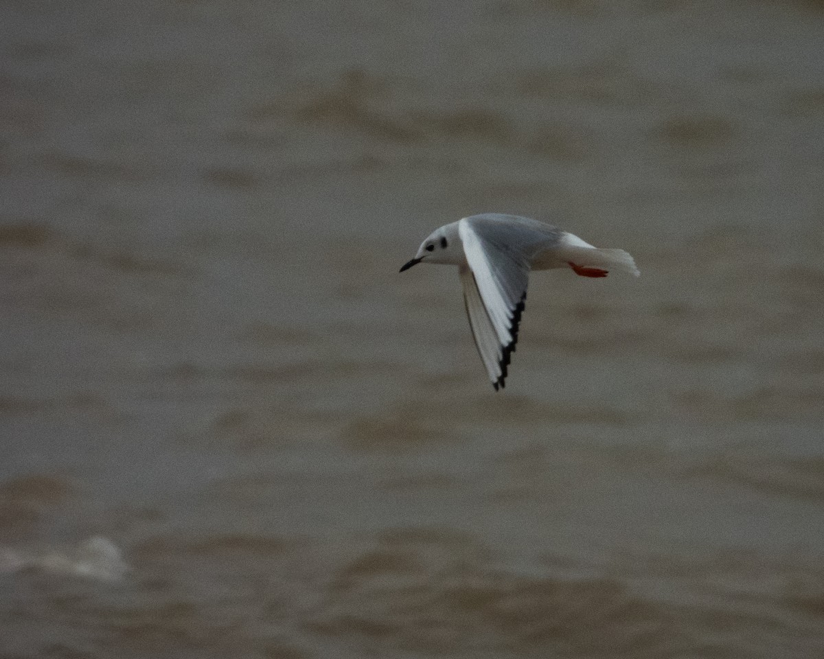 Mouette de Bonaparte - ML613177927