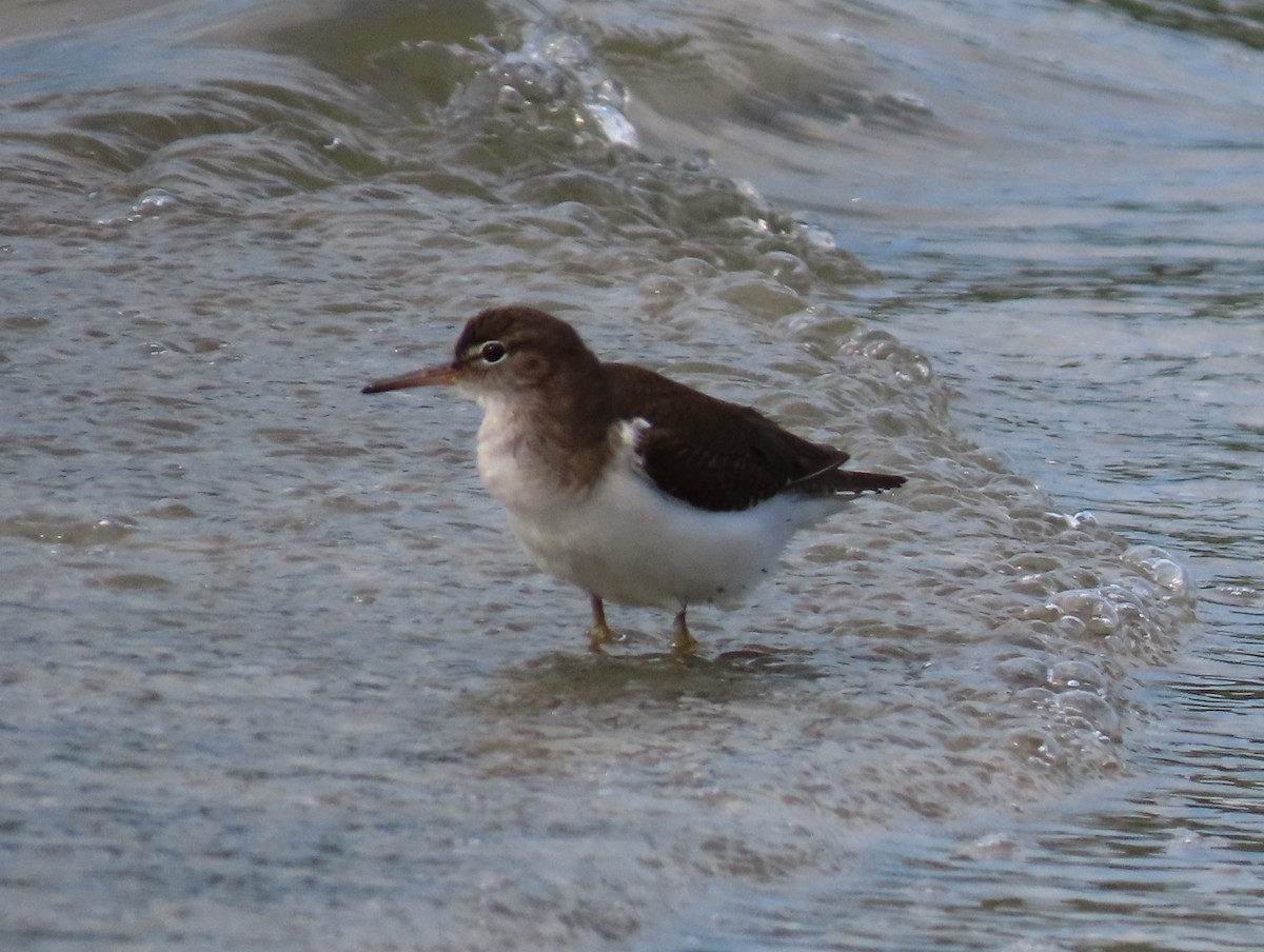 Spotted Sandpiper - ML613177933