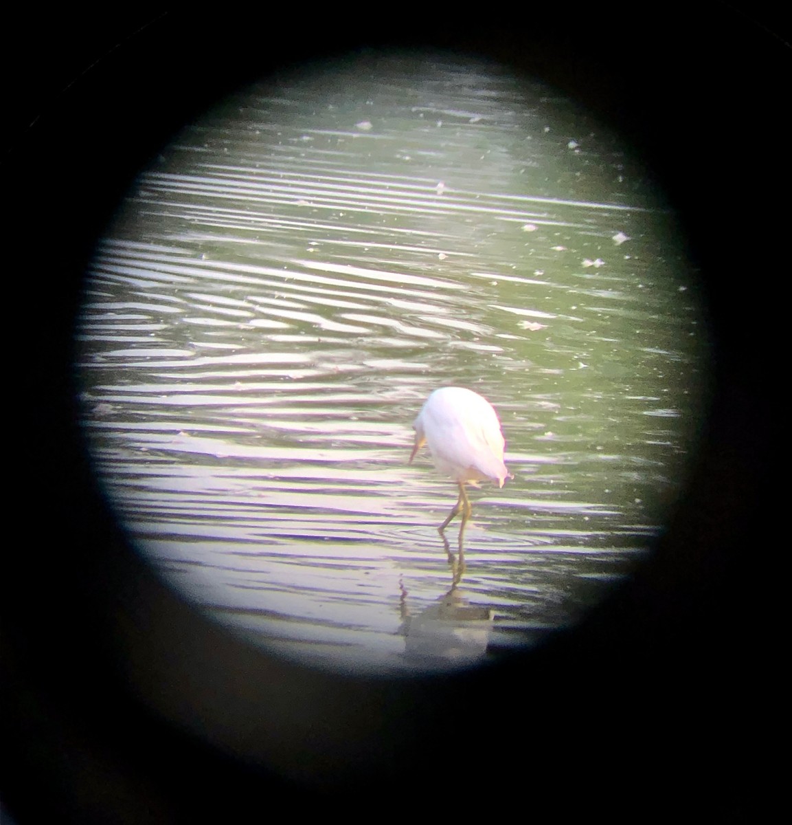 Little Blue Heron - ML613178010