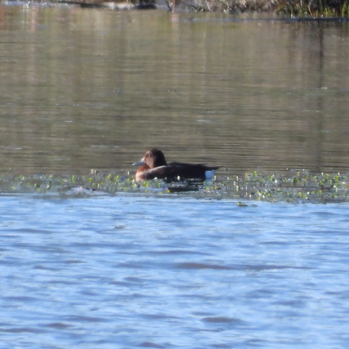 Ferruginous Duck - ML613178015