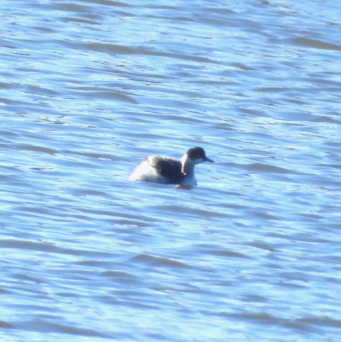 Eared Grebe - ML613178018