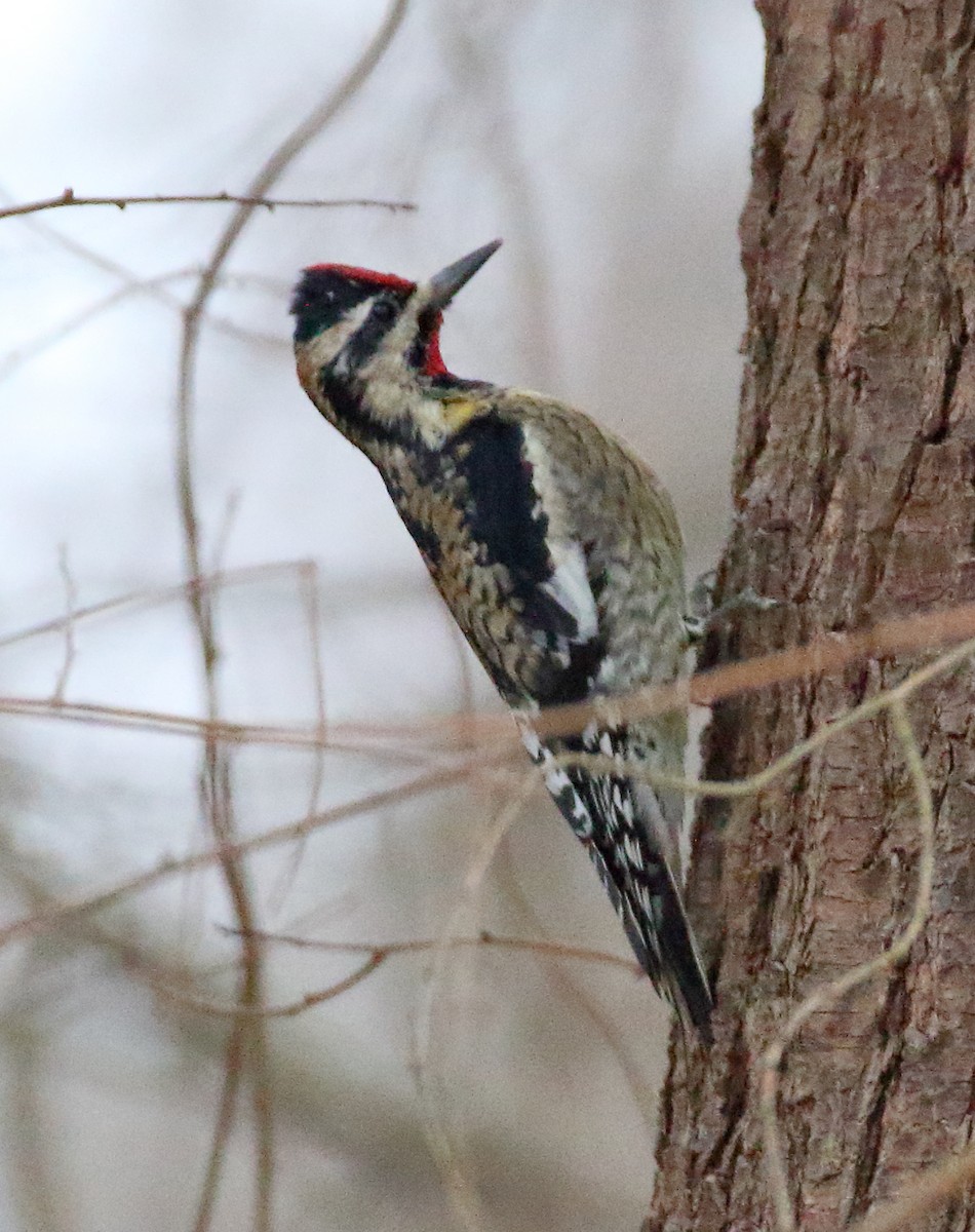 Yellow-bellied Sapsucker - ML613178051