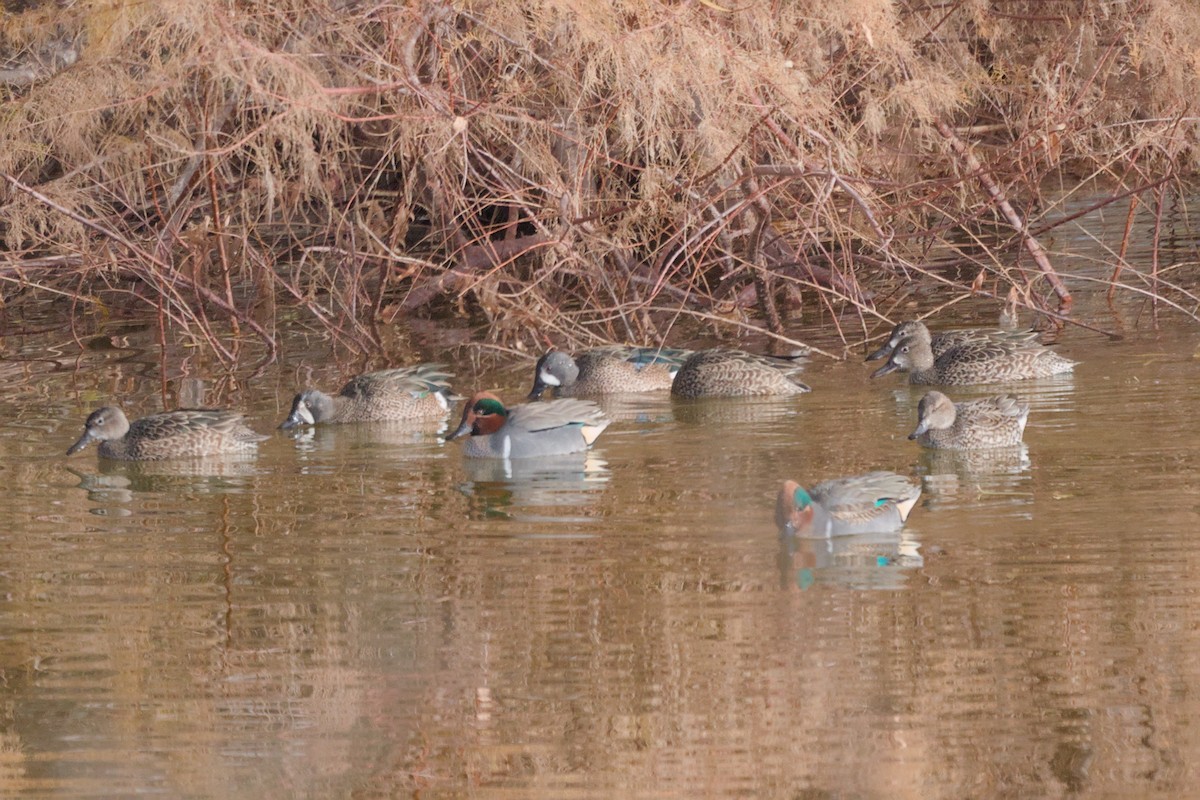 Blue-winged Teal - ML613178070