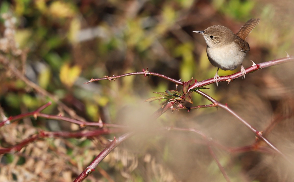 House Wren (Northern) - Rob Bielawski