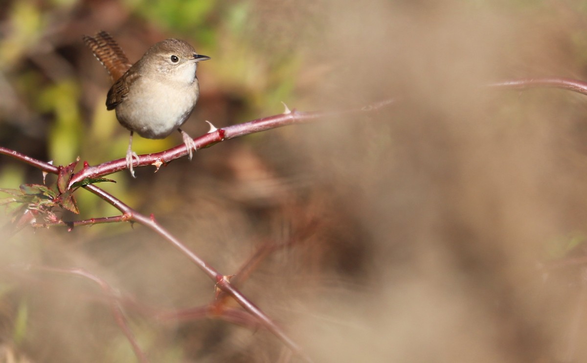 House Wren (Northern) - Rob Bielawski