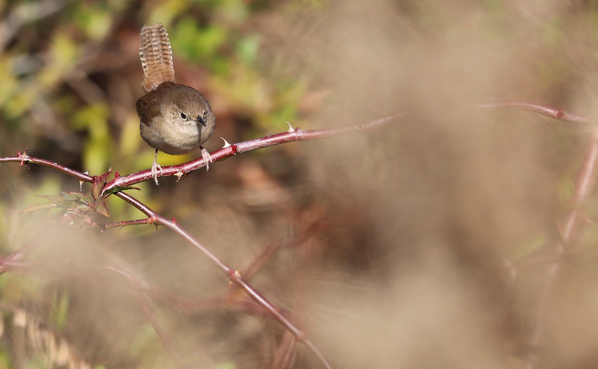 House Wren (Northern) - ML613178157