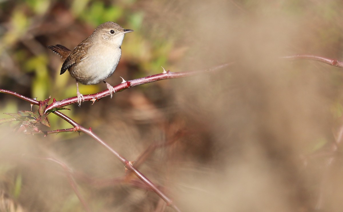 House Wren (Northern) - Rob Bielawski