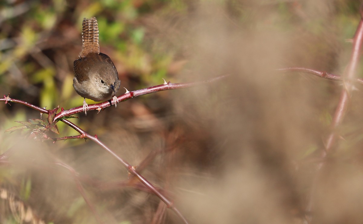 House Wren (Northern) - Rob Bielawski