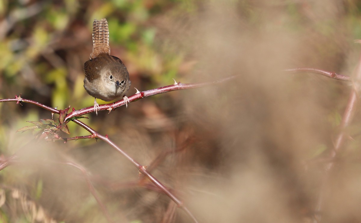 House Wren (Northern) - ML613178220