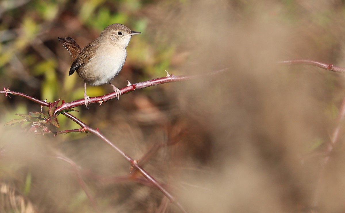 House Wren (Northern) - Rob Bielawski