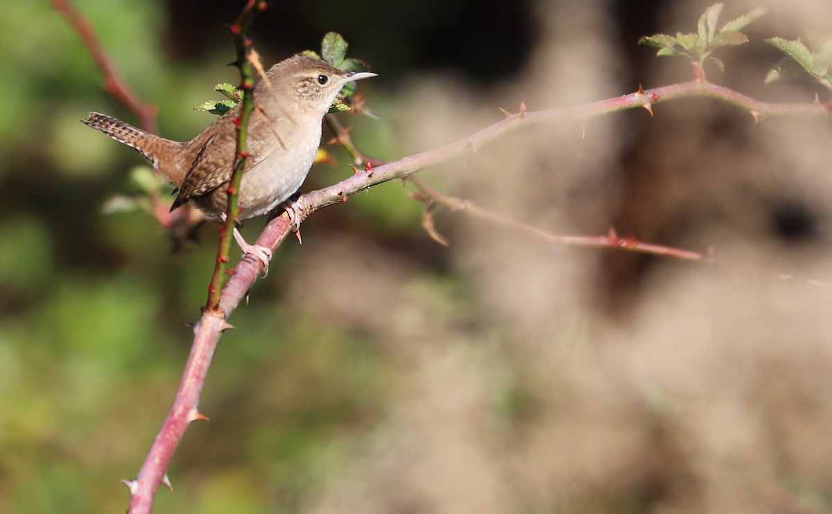 House Wren (Northern) - Rob Bielawski