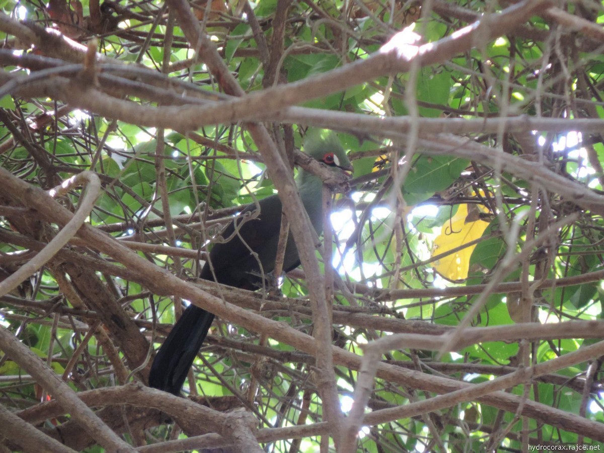 Guinea Turaco - ML613178269