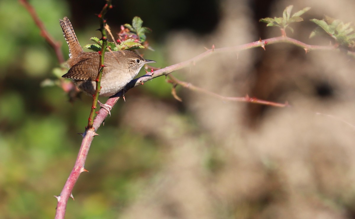 House Wren (Northern) - Rob Bielawski