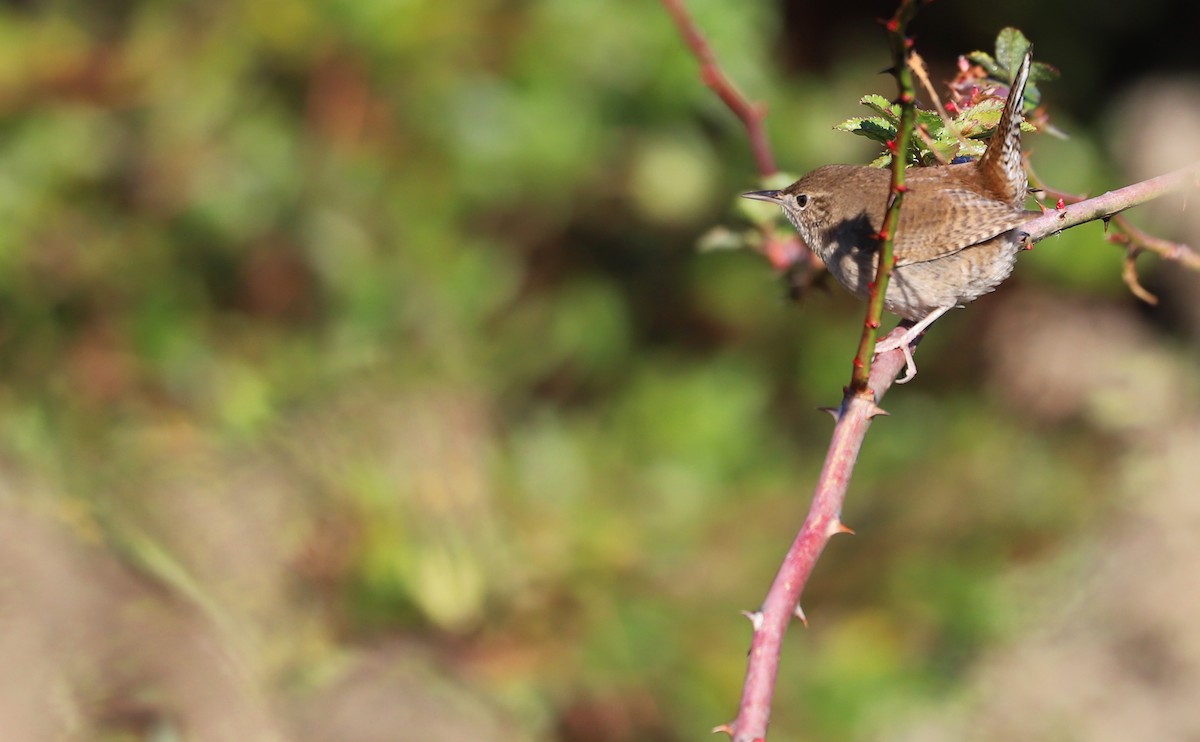 House Wren (Northern) - ML613178280