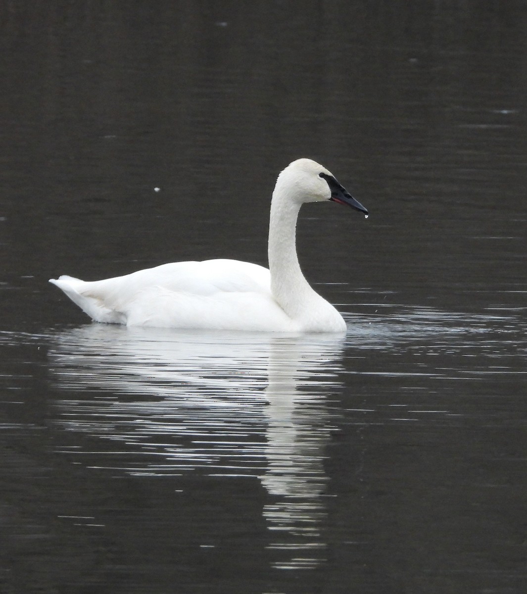 Trumpeter Swan - Cynthia Norris