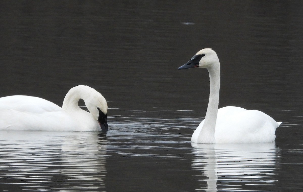 Trumpeter Swan - Cynthia Norris