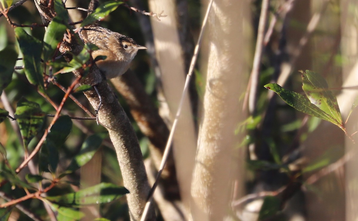 Sedge Wren - ML613178322