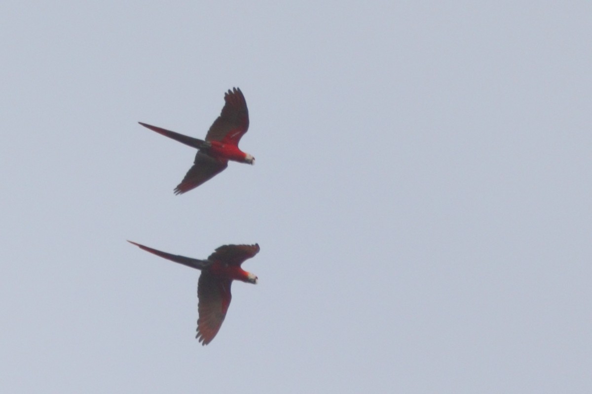 Scarlet Macaw - Shawn Miller