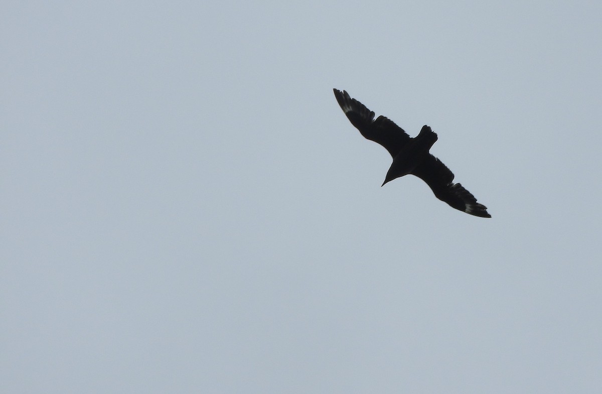 Brown Skua (Subantarctic) - ML613178345