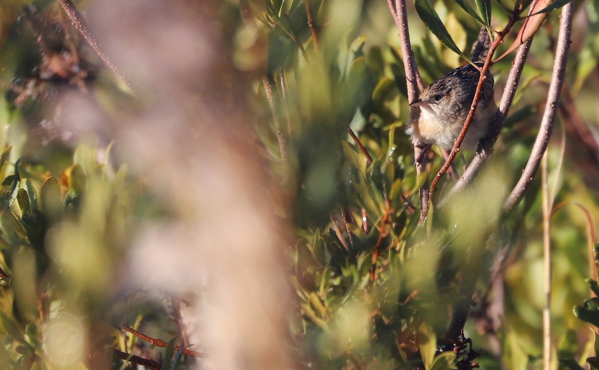 Sedge Wren - ML613178349