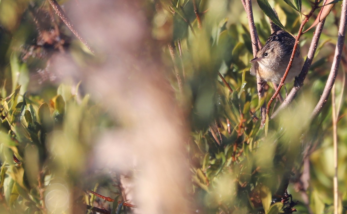 Sedge Wren - ML613178355