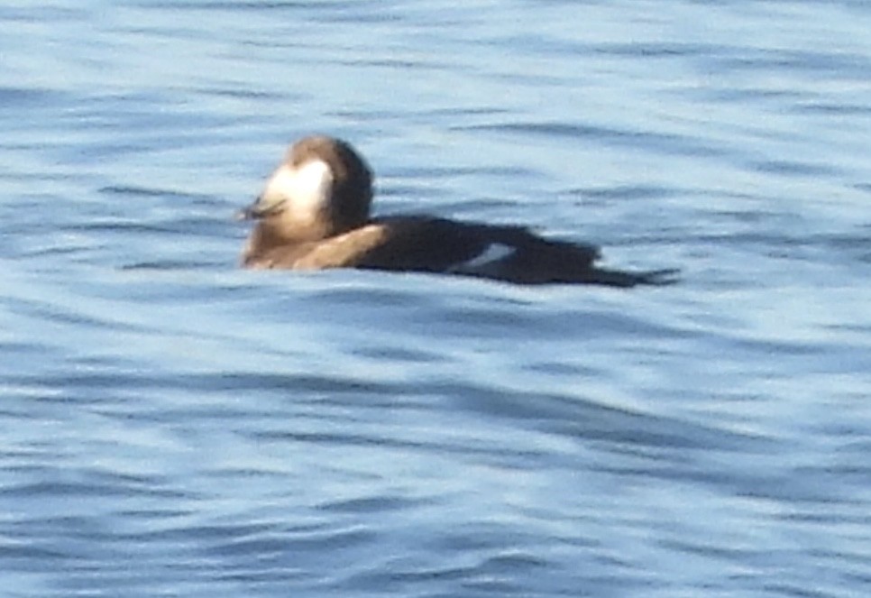 White-winged Scoter - ML613178375