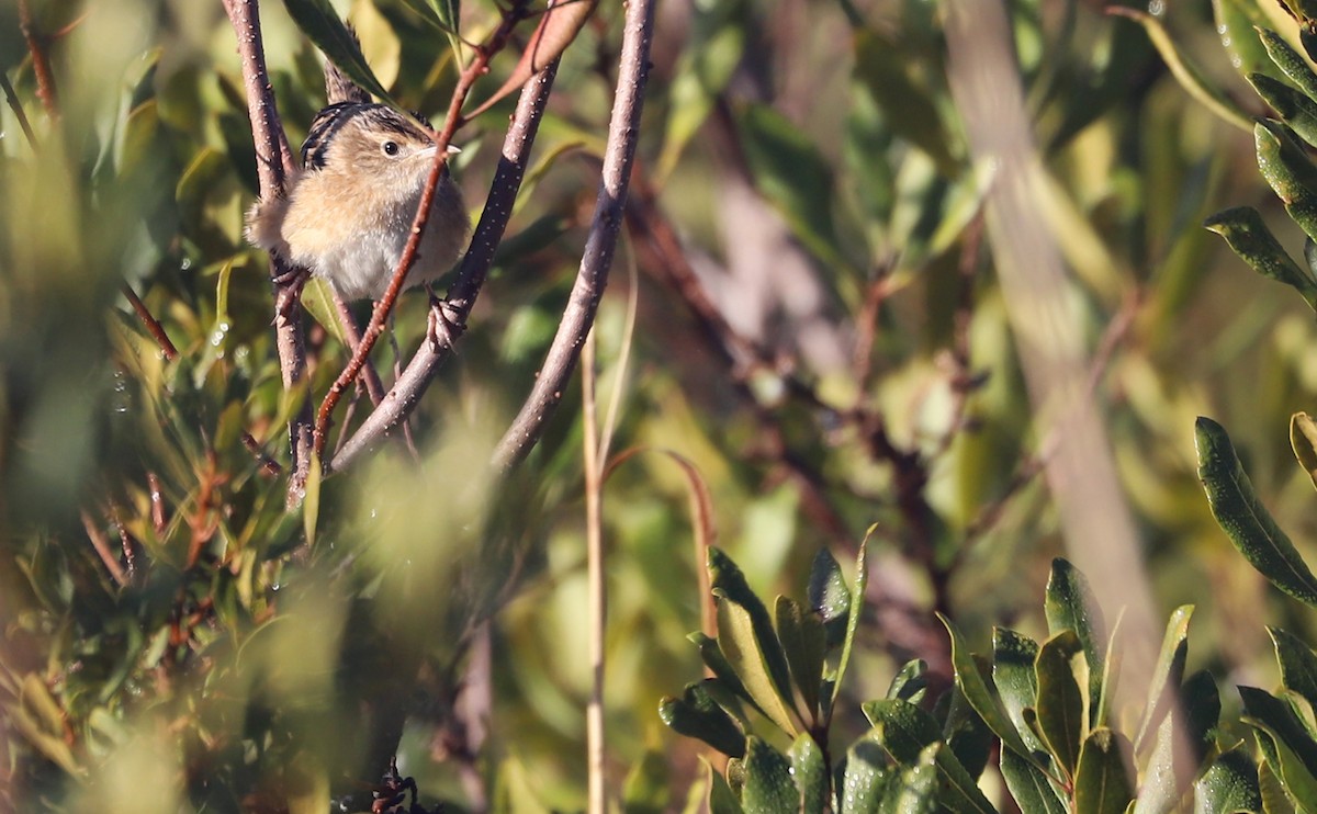 Sedge Wren - Rob Bielawski