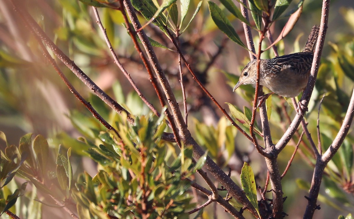 Sedge Wren - ML613178407