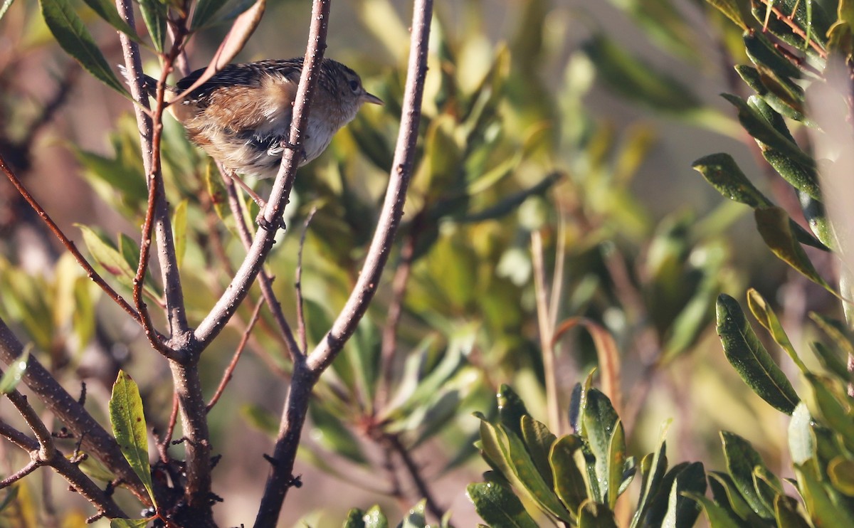 Sedge Wren - ML613178415