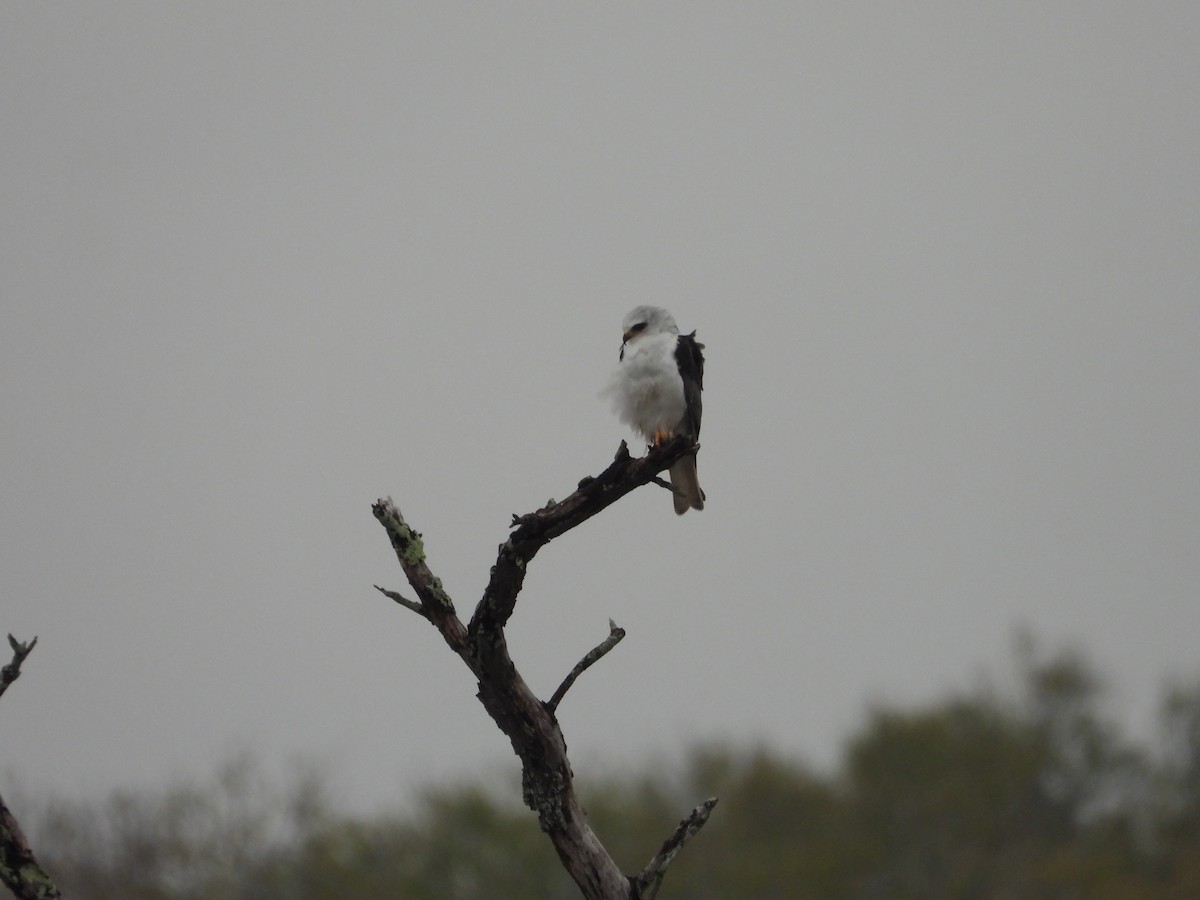 White-tailed Kite - ML613178425