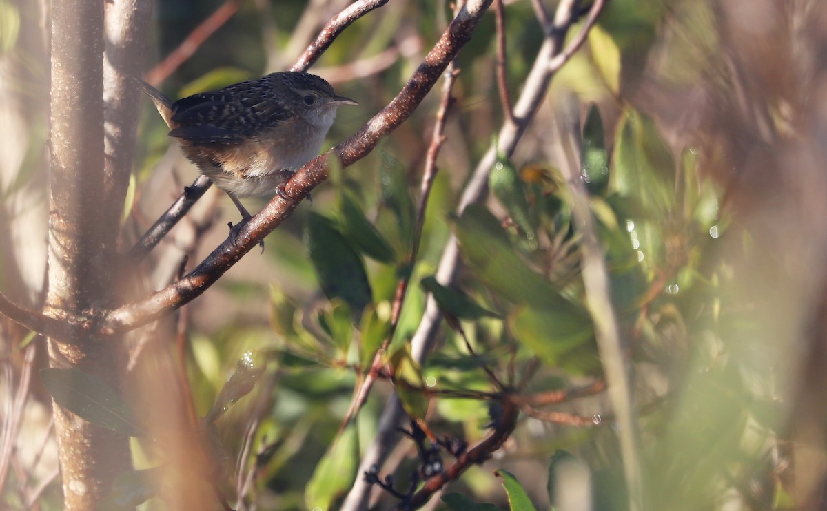 Sedge Wren - ML613178436