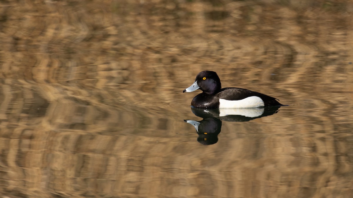 Tufted Duck - Jonathan Guillot