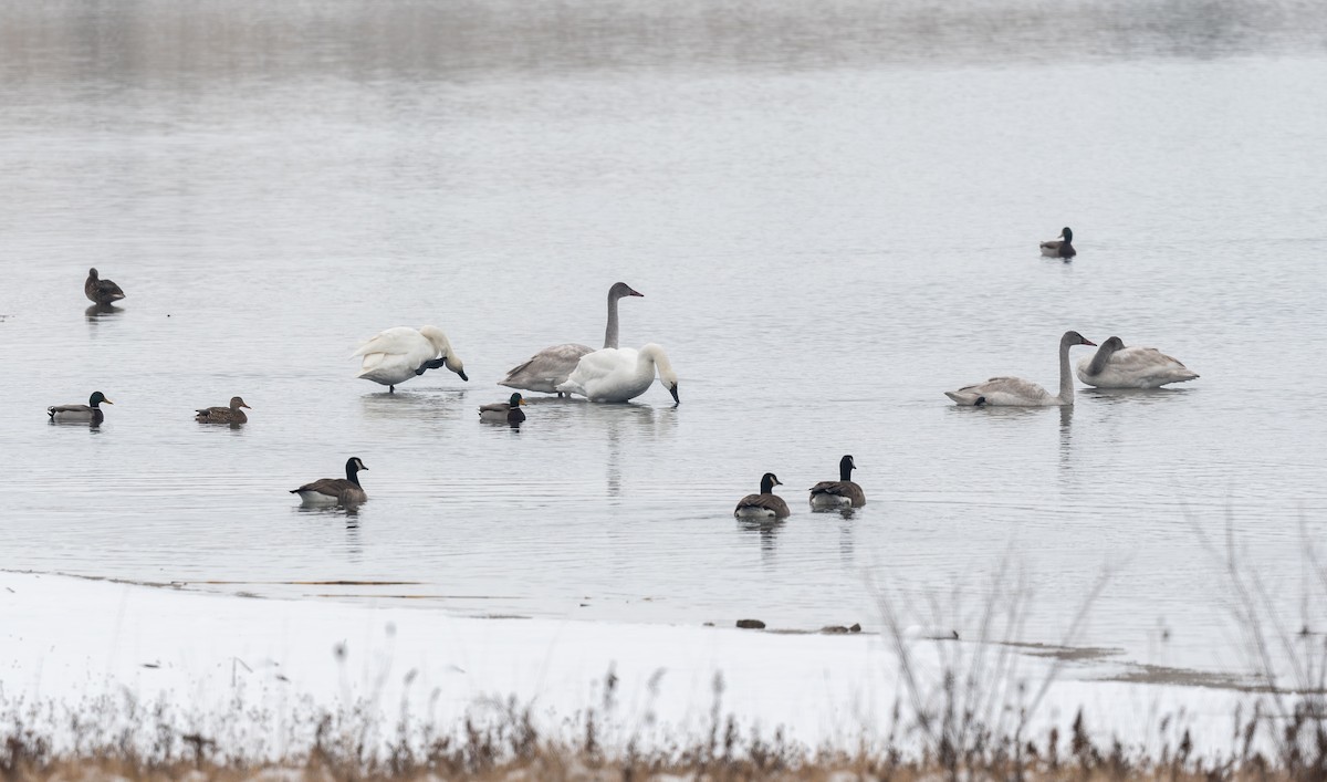 Tundra Swan - ML613178554