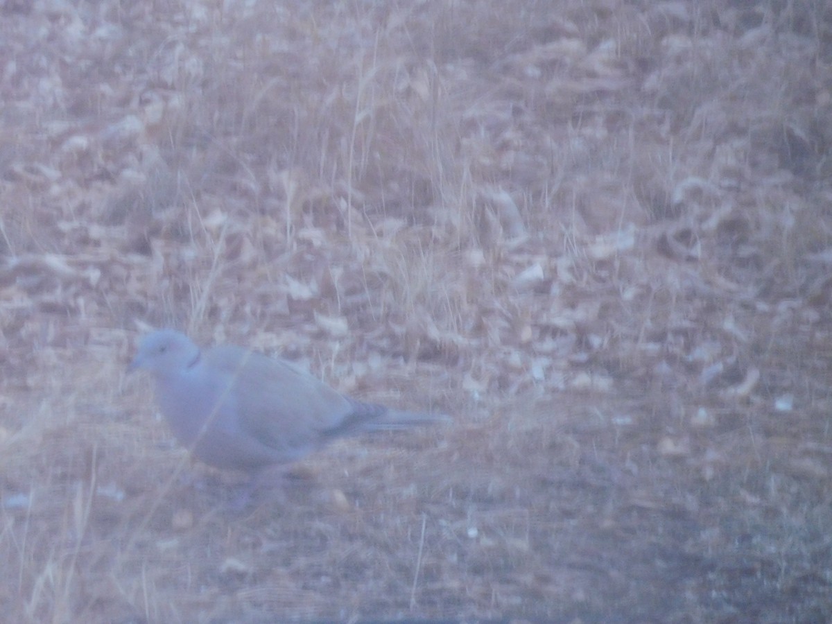 Eurasian Collared-Dove - ML613178602