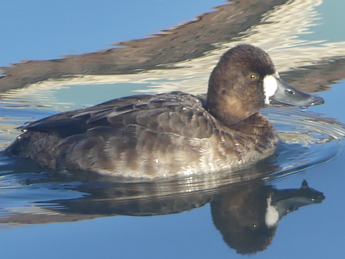 Lesser Scaup - ML613178612